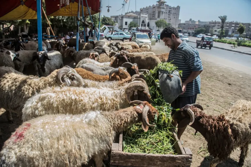 أسعار الأضاحي في العيد