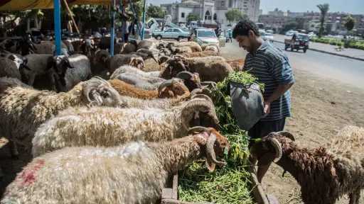 أسعار اللحوم في مصر بين...