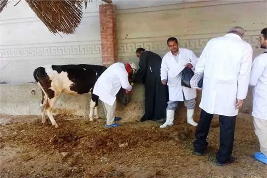 رأس ماشية