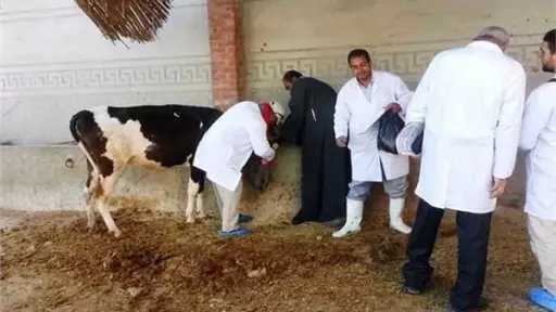 «الزراعة»: تلقيح اصطناعي لأكثر من...