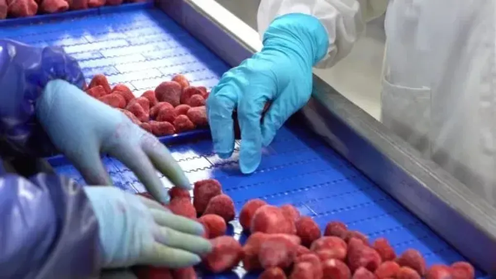 إجمالي شتلات الفراولة