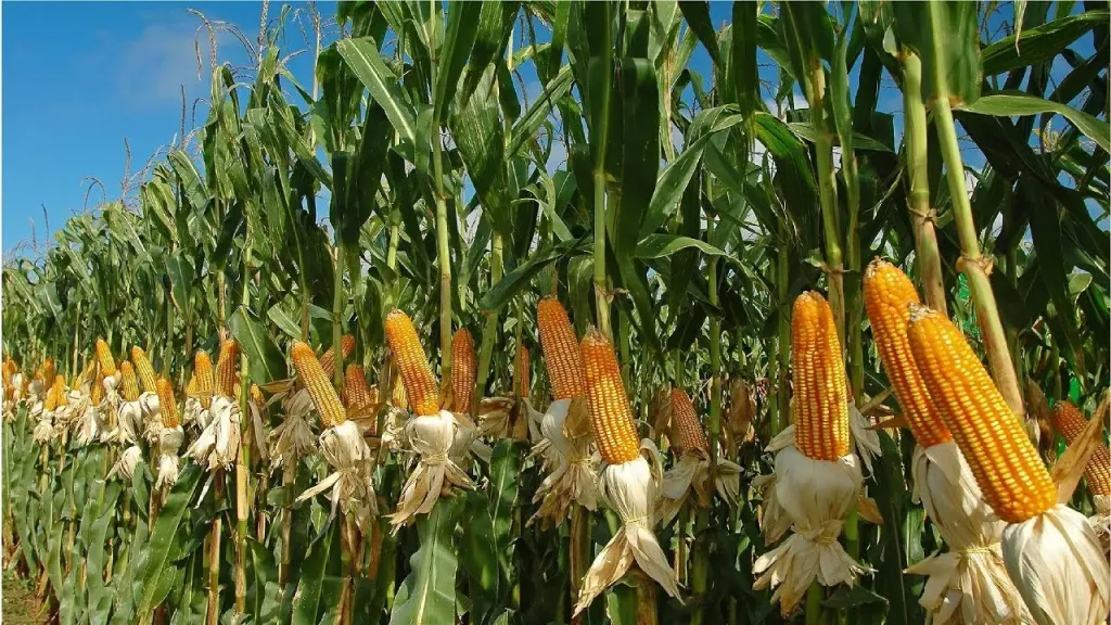 الذرة الشامية