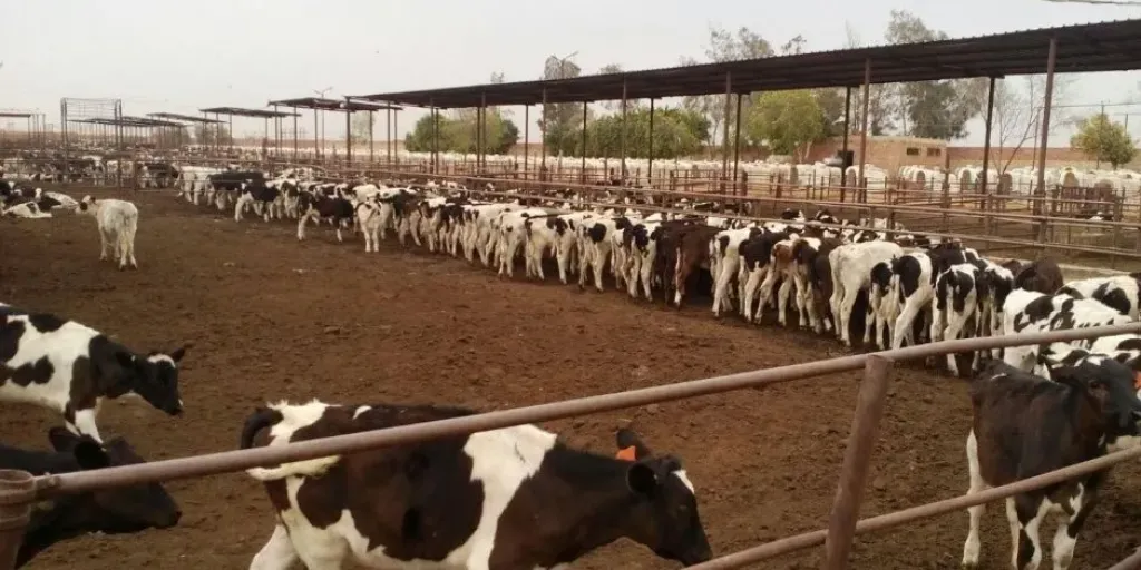 المشروع القومي لإحياء البتلو
