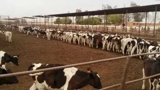 الزراعة: تمويل جديد بـ149.8 مليون...