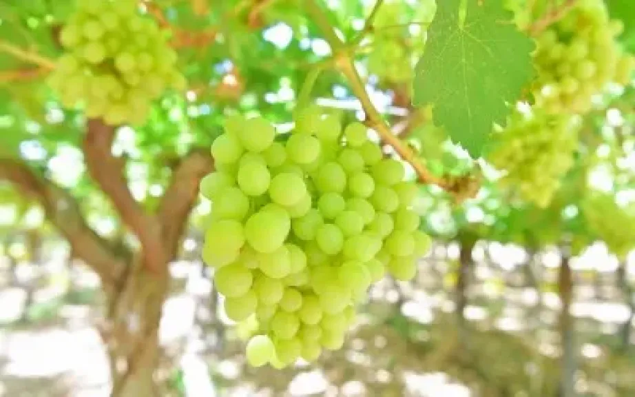 عنب المملكة