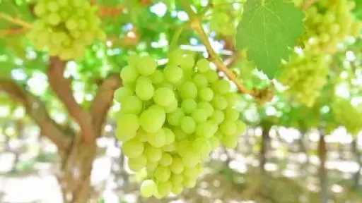 عنب المملكة.. جودة تفوق المستورد...