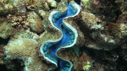 الاقتصاد الأزرق.. السعودية تخوض معركة...