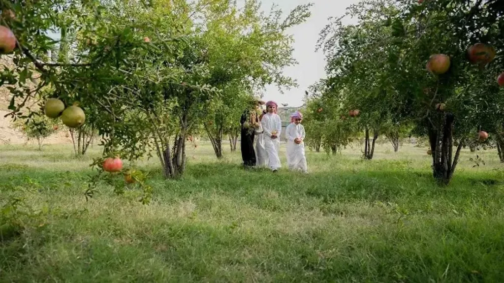 الرمان المحلي في السعودية