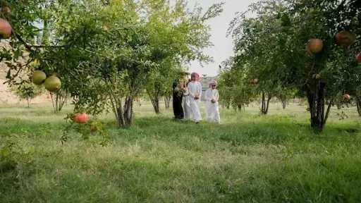 ارتفاع إنتاج الرمان المحلي في...