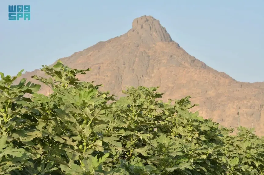 زراعة التين في نجران بالسعودية