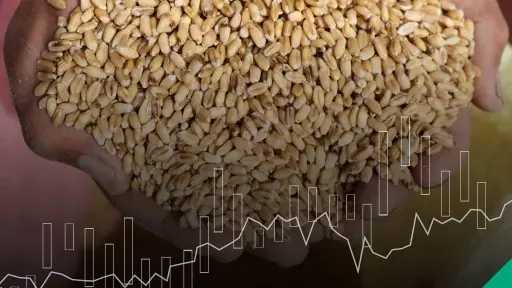 جني الأرباح يدفع أسعار القمح...