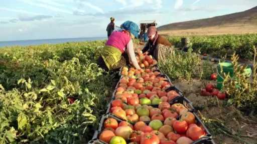 7 ملايين طن صادرات زراعية...