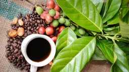 فنجان القهوة الأرخص.. البن البرازيلي...