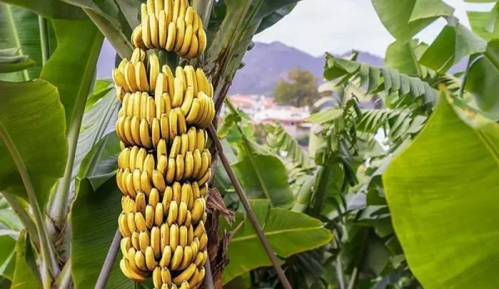 الموز