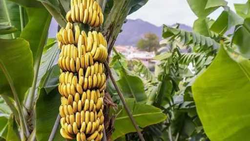 الموز في مصر 2024.. ...