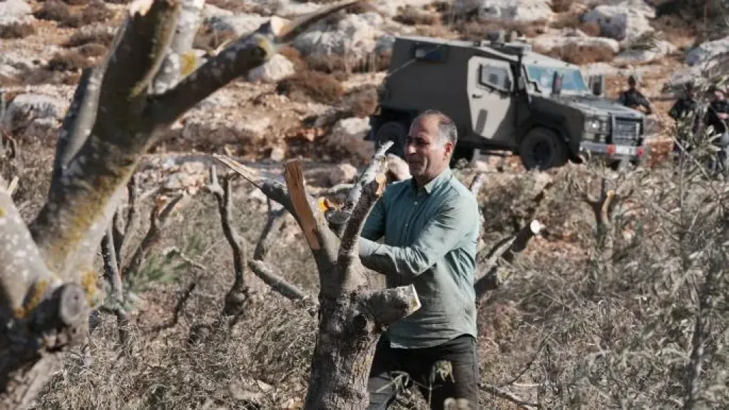 الزيتون الفلسطيني