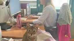 أخبار بالعربي