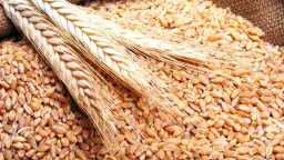 مصر تقترب من الاكتفاء الذاتي.....