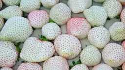 طريق الحقيقة