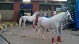 أخبار بالعربي