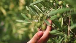 أخبار بالعربي